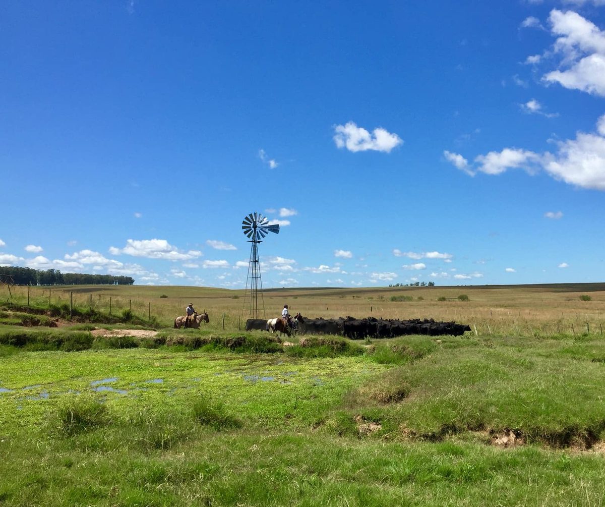 Campos